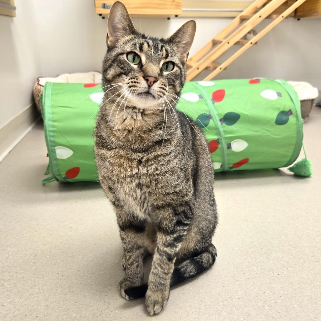 RC, Adoptable, Adult Male Domestic Short Hair.