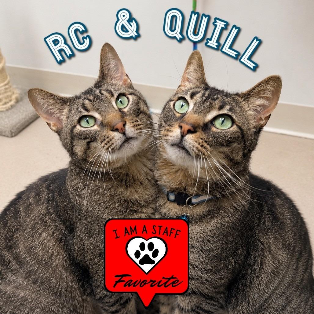 Enlarge RC, a Adoptable Domestic Short Hair in Champaign, IL image 2/3