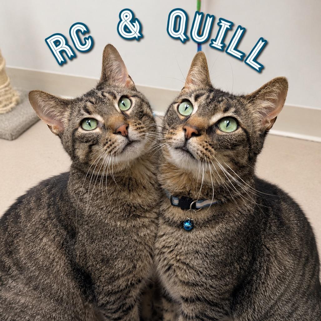 Enlarge RC, a Adoptable Domestic Short Hair in Champaign, IL image 1/3