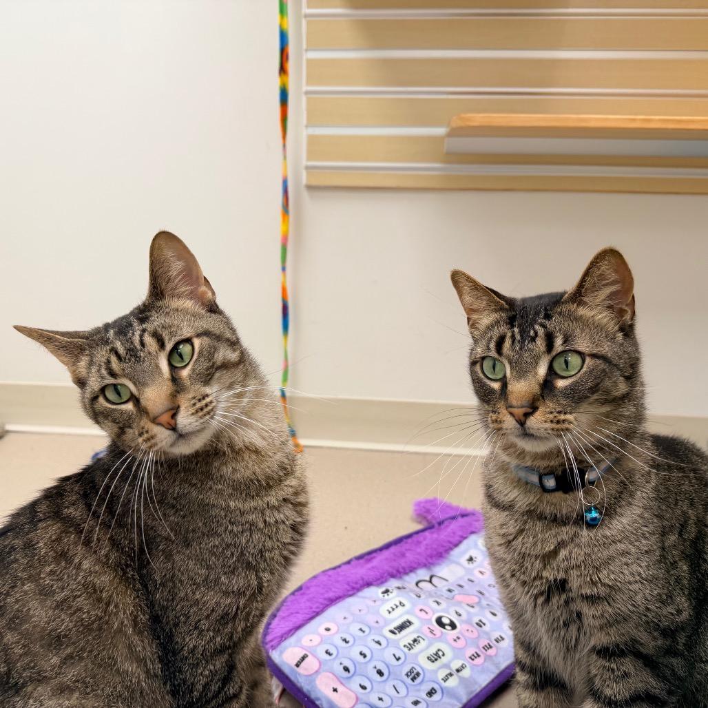 Enlarge RC, a Adoptable Domestic Short Hair in Champaign, IL image 2/3