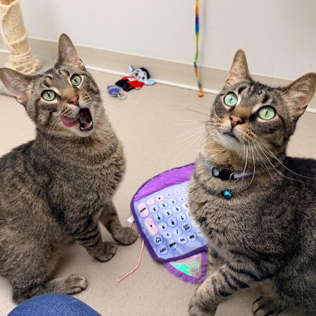Enlarge RC, a Adoptable Domestic Short Hair in Champaign, IL image 3/3