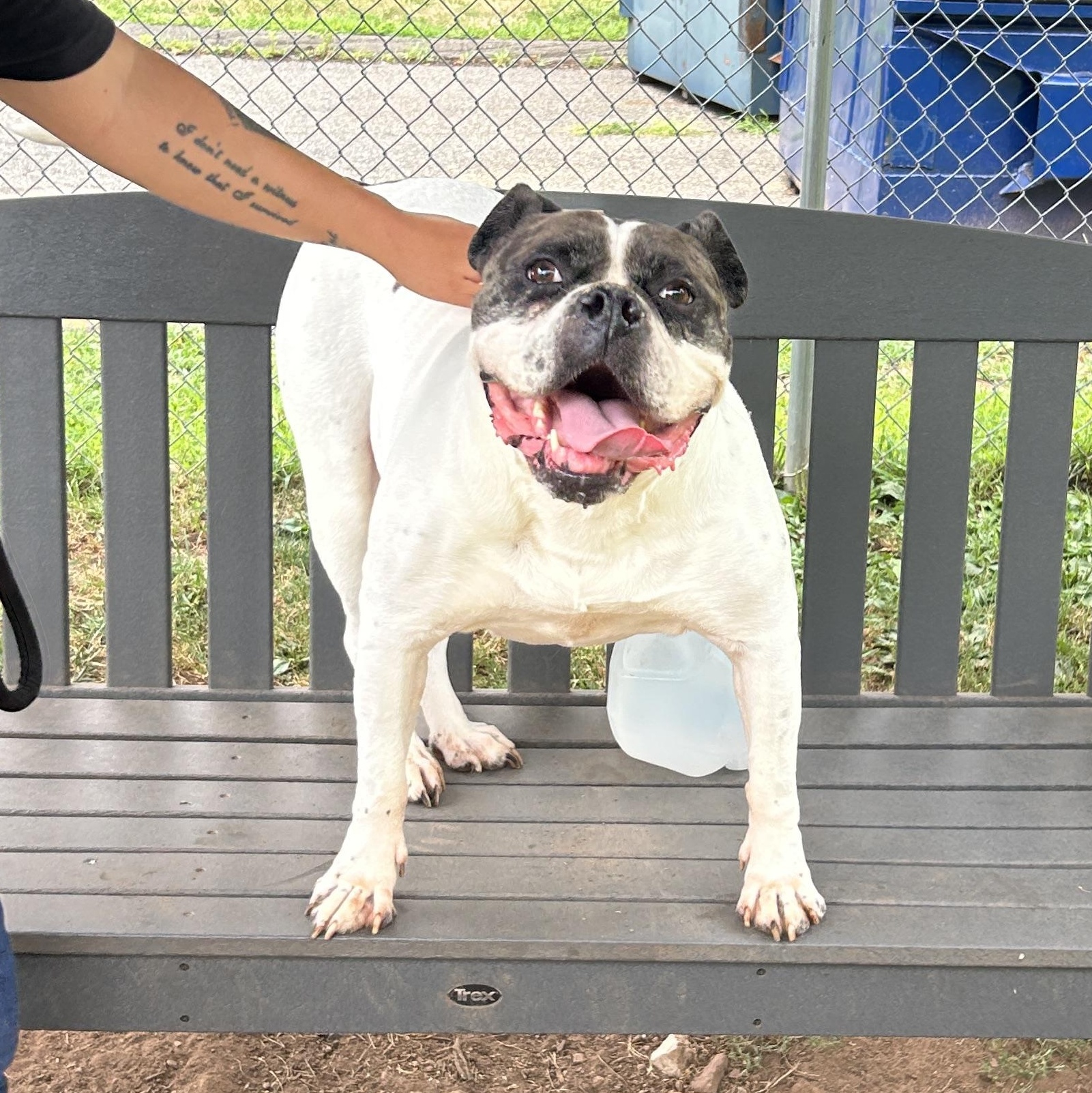 Enlarge Mayfly, a Adoptable mixed breed in North Haven, CT image 5/6