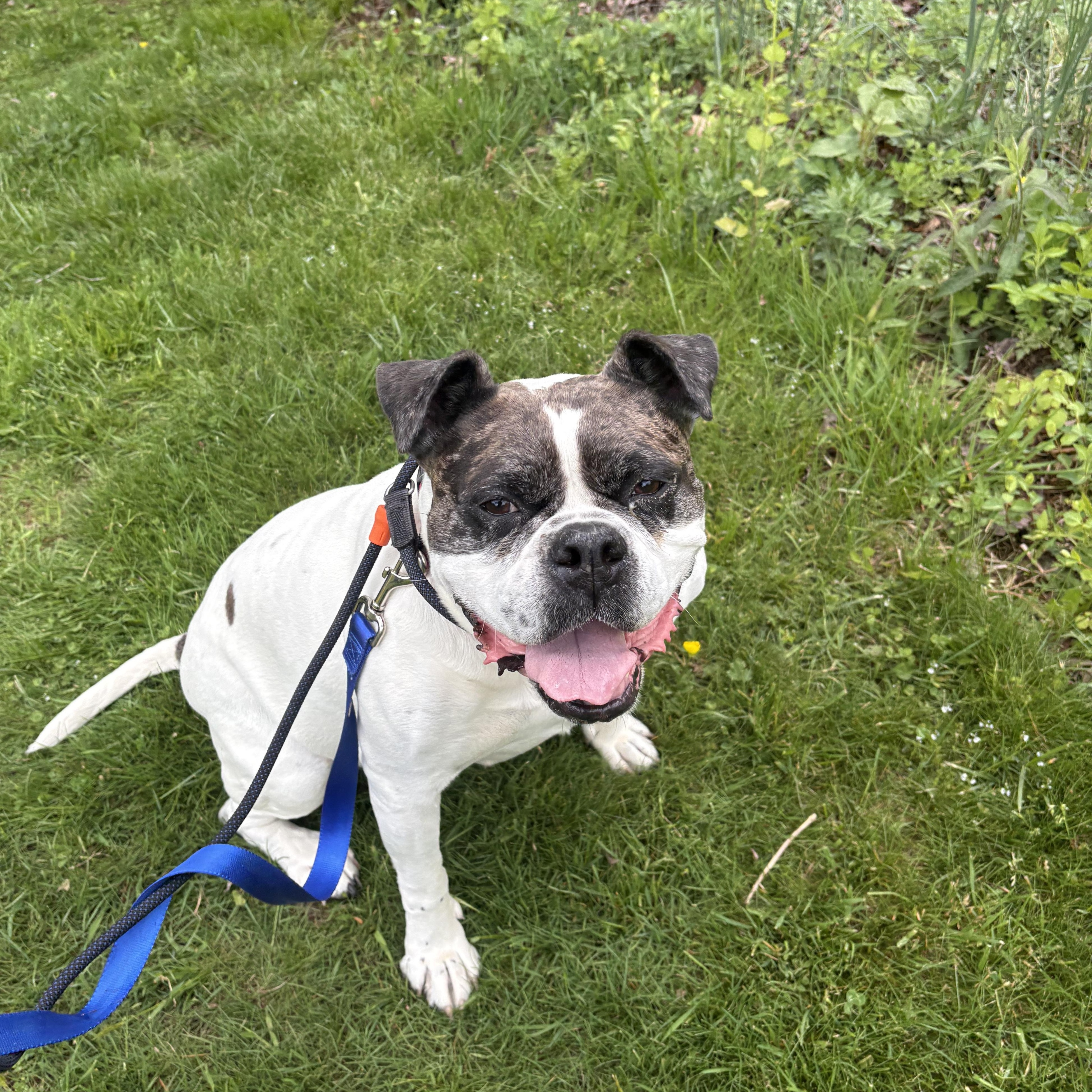 Enlarge Mayfly, a Adoptable mixed breed in North Haven, CT image 4/5