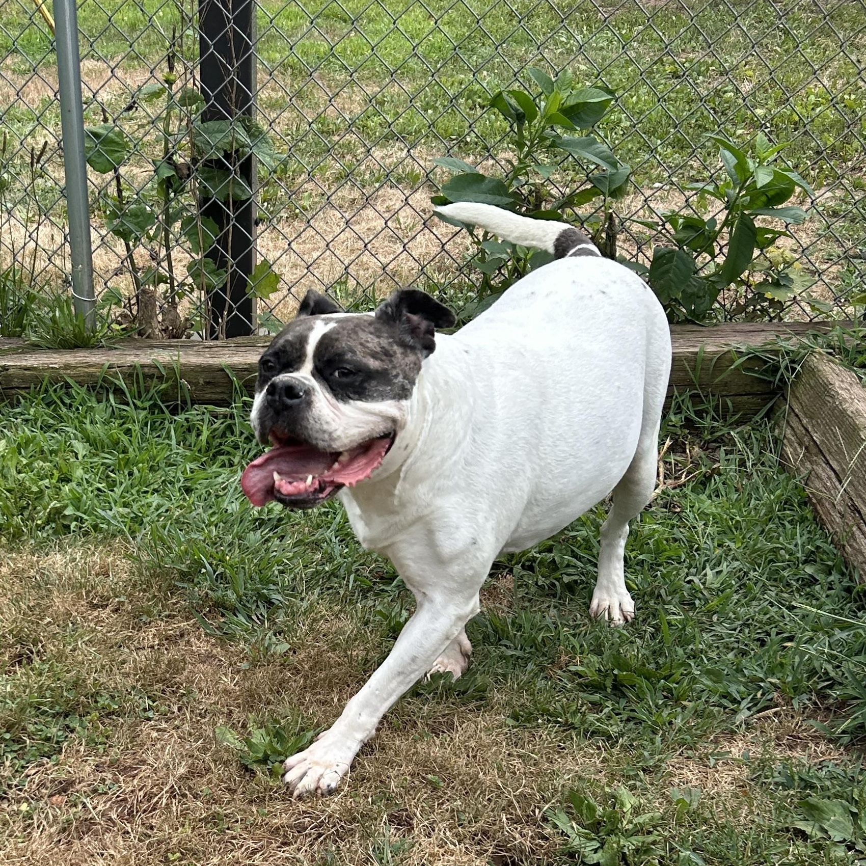 Enlarge Mayfly, a Adoptable mixed breed in North Haven, CT image 4/6