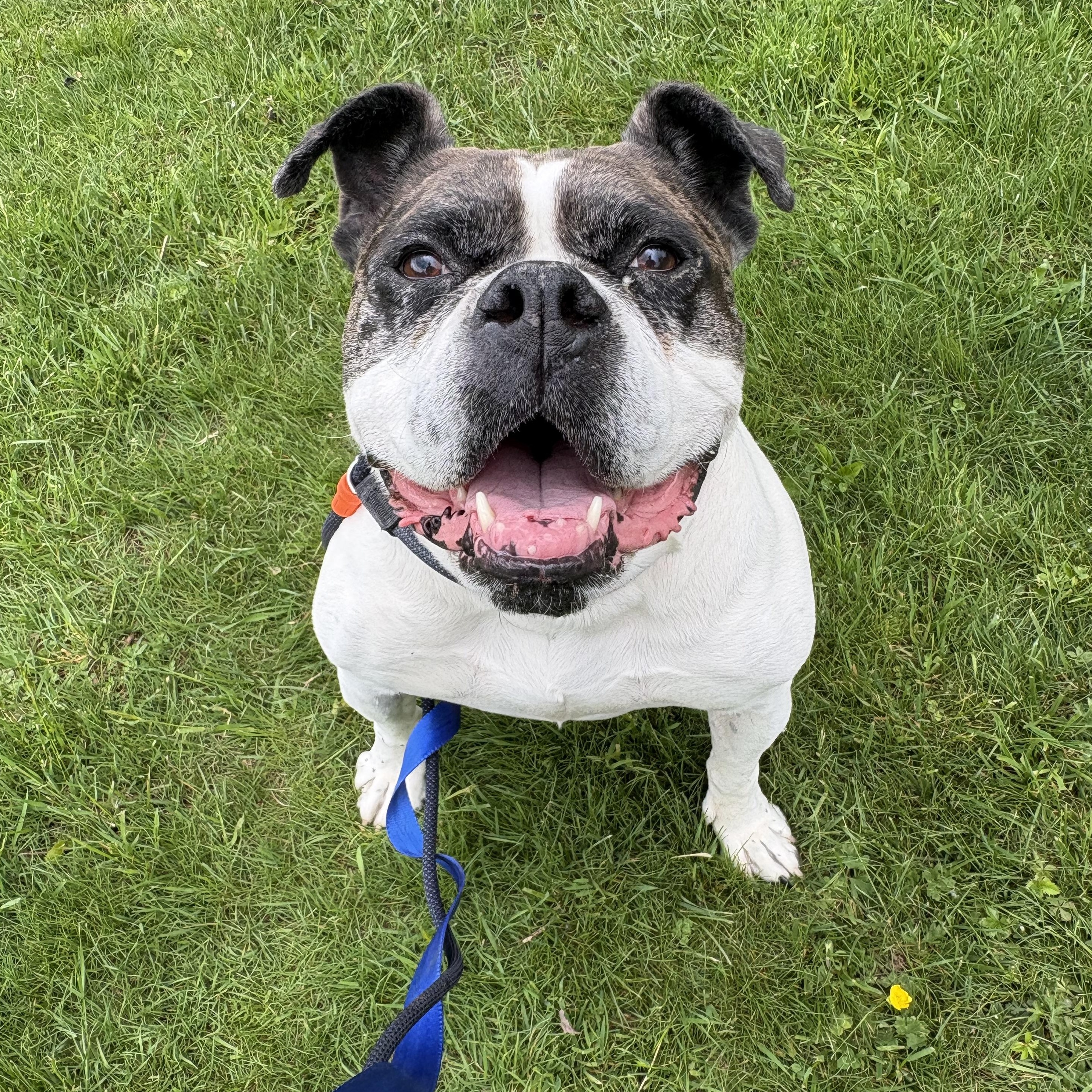 Enlarge Mayfly, a Adoptable mixed breed in North Haven, CT image 2/5