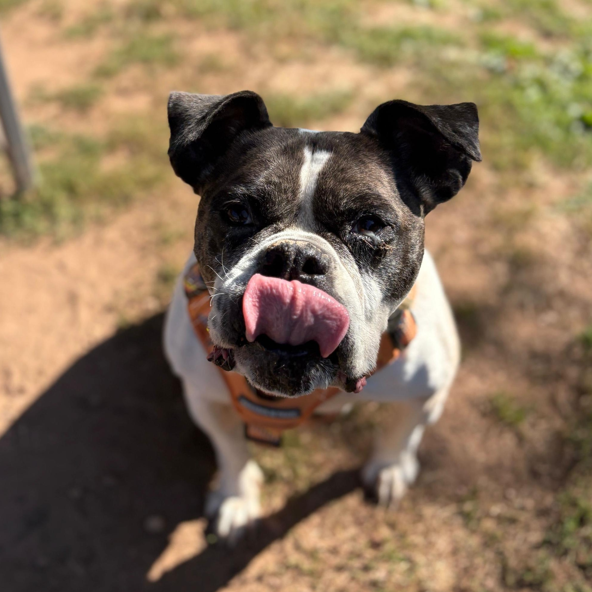 Enlarge Mayfly, a Adoptable mixed breed in North Haven, CT image 2/6