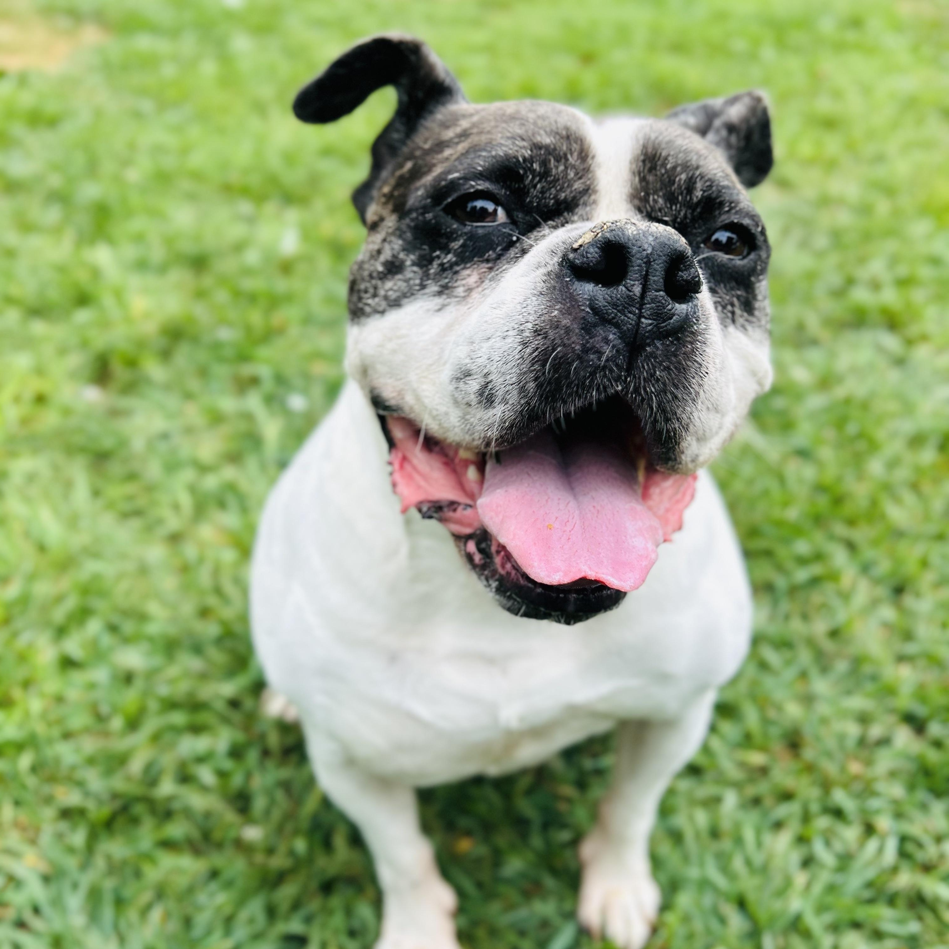 Enlarge Mayfly, a Adoptable mixed breed in North Haven, CT image 3/6