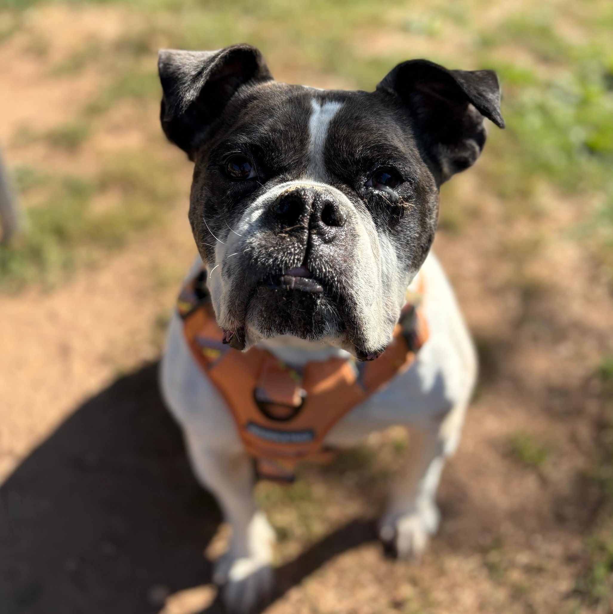 Enlarge Mayfly, a Adoptable mixed breed in North Haven, CT image 1/6