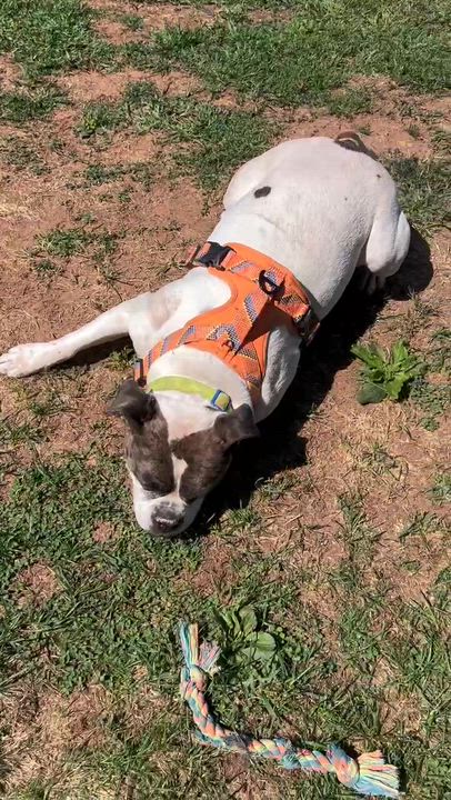 Enlarge Mayfly, a Adoptable mixed breed in North Haven, CT video 6/6