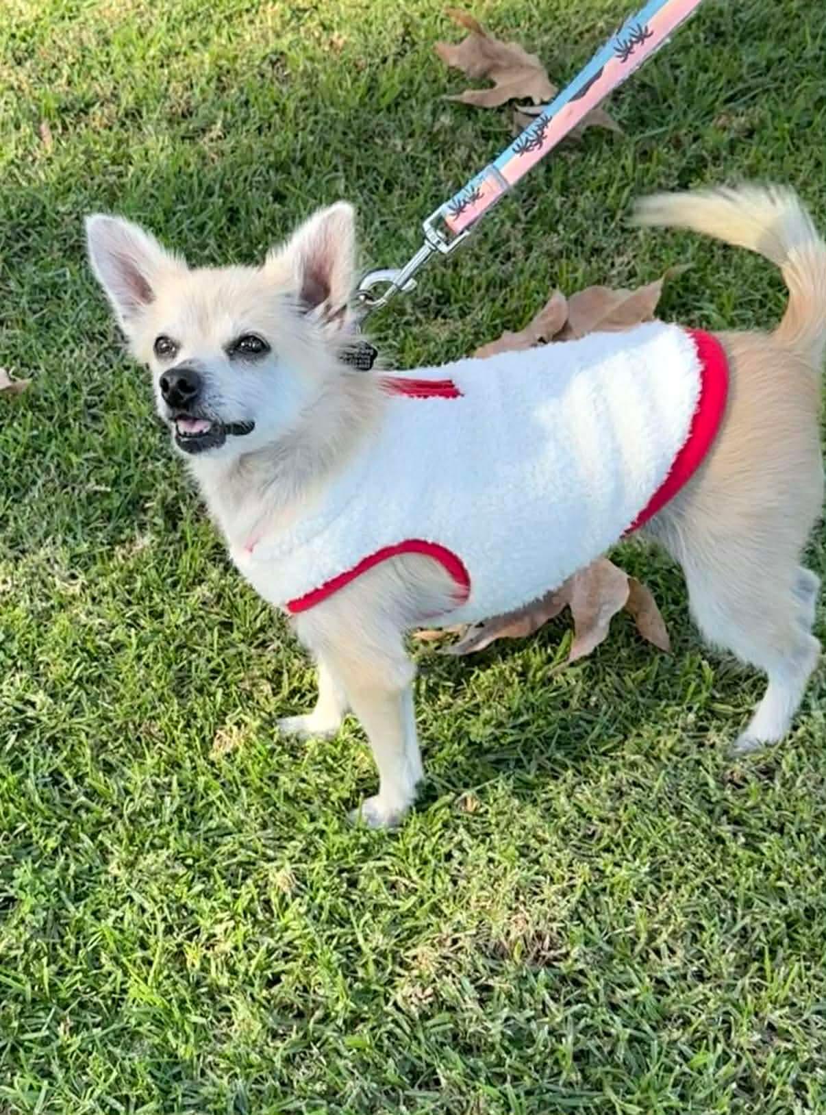 Enlarge Ziva, a Adopted mixed breed in Orange, CA image 2/2