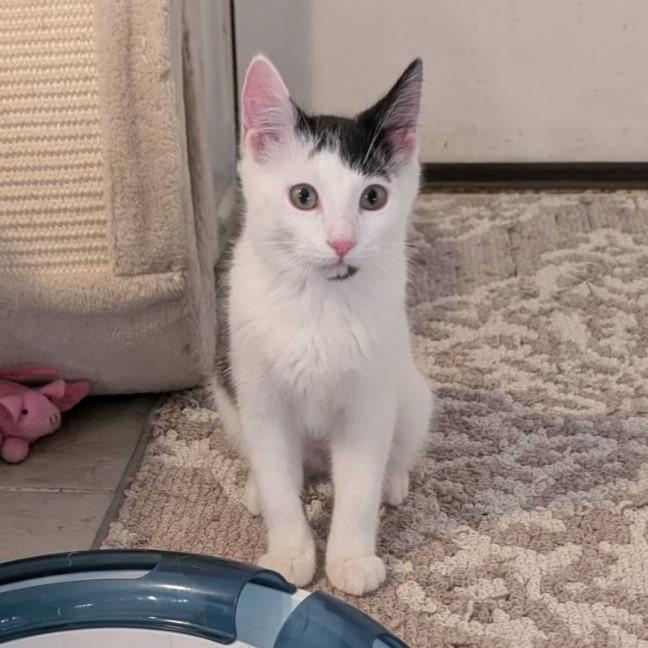  Cream - bonded with Cookie (adopt us together!), Adoptable, Kitten Female Domestic Short Hair.