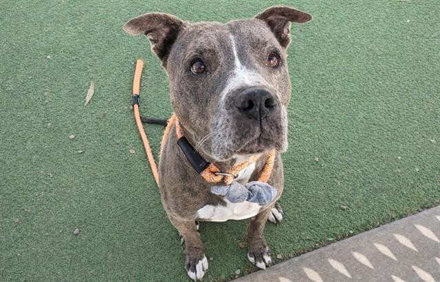 DUDLEY, Adoptable, Adult Male Pit Bull Terrier.