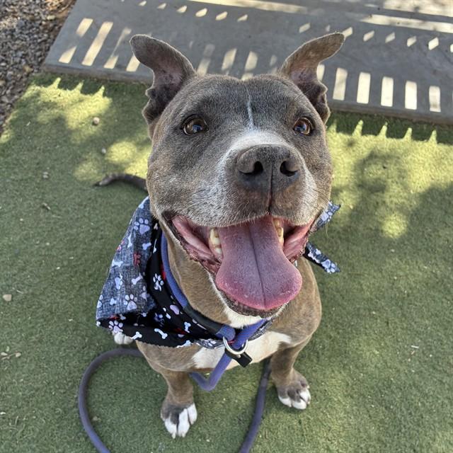 DUDLEY, Adoptable, Adult Male Pit Bull Terrier.