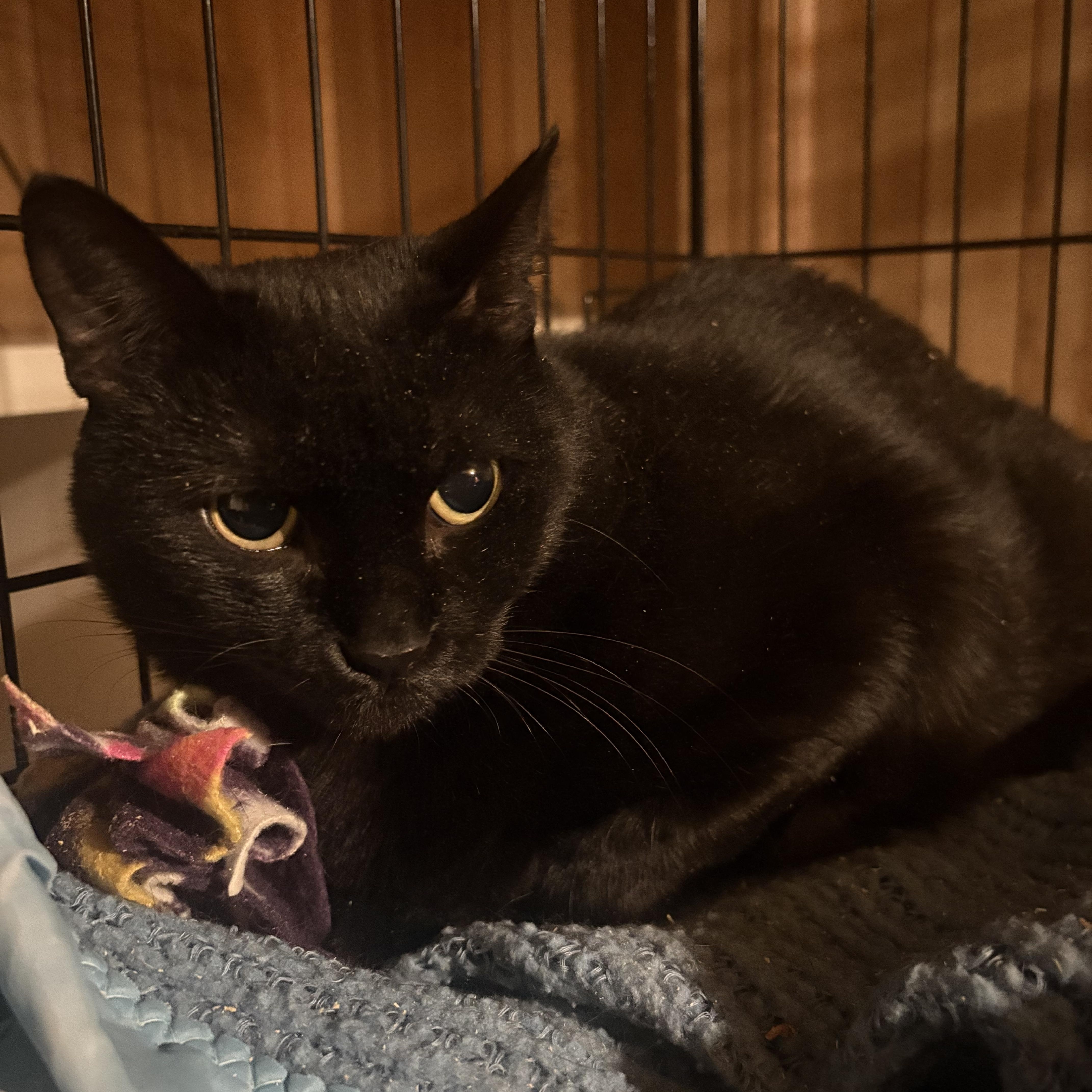 Grace, a ADOPTABLE Domestic Short Hair in Fredericton, NB image 4/6
