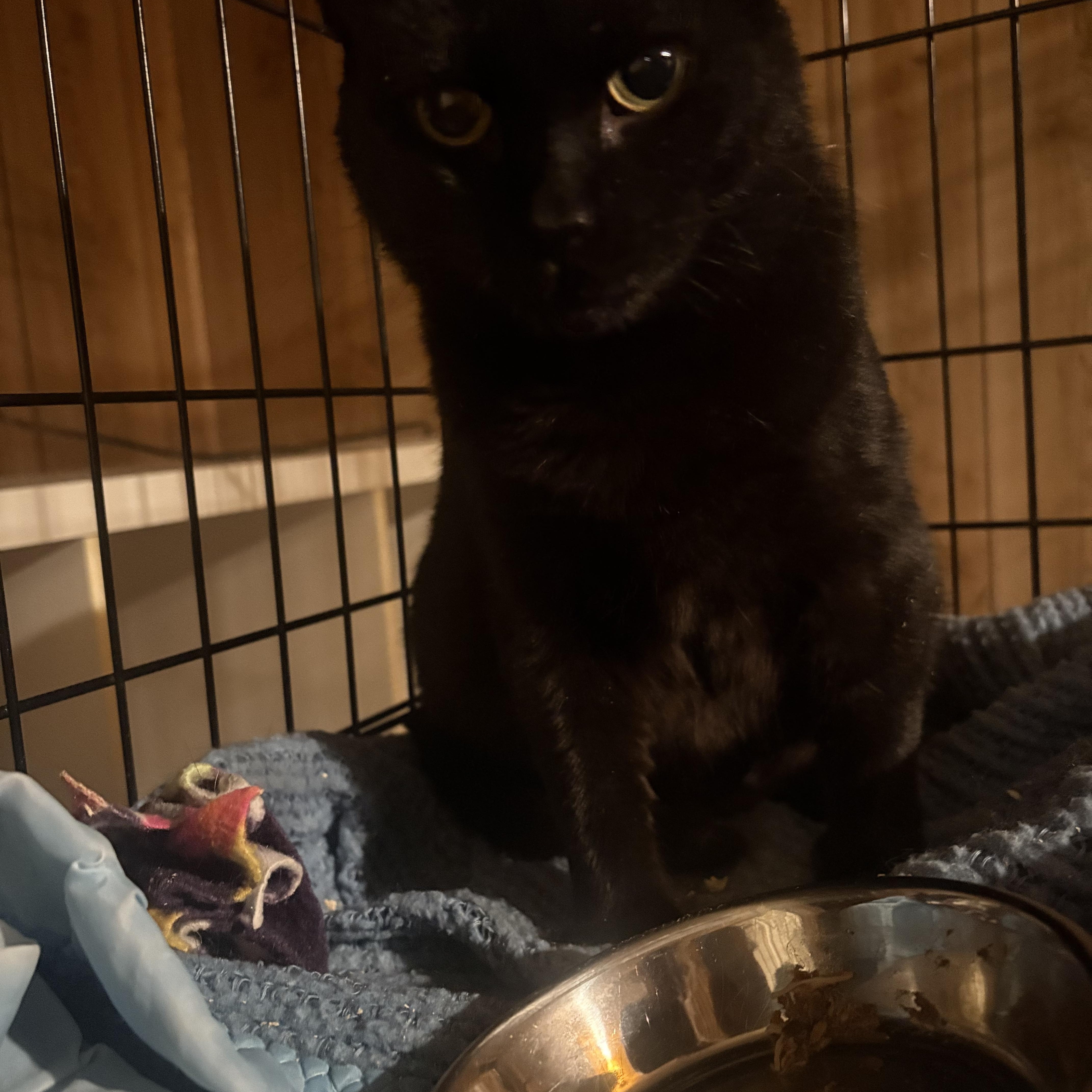 Grace, a ADOPTABLE Domestic Short Hair in Fredericton, NB image 6/6
