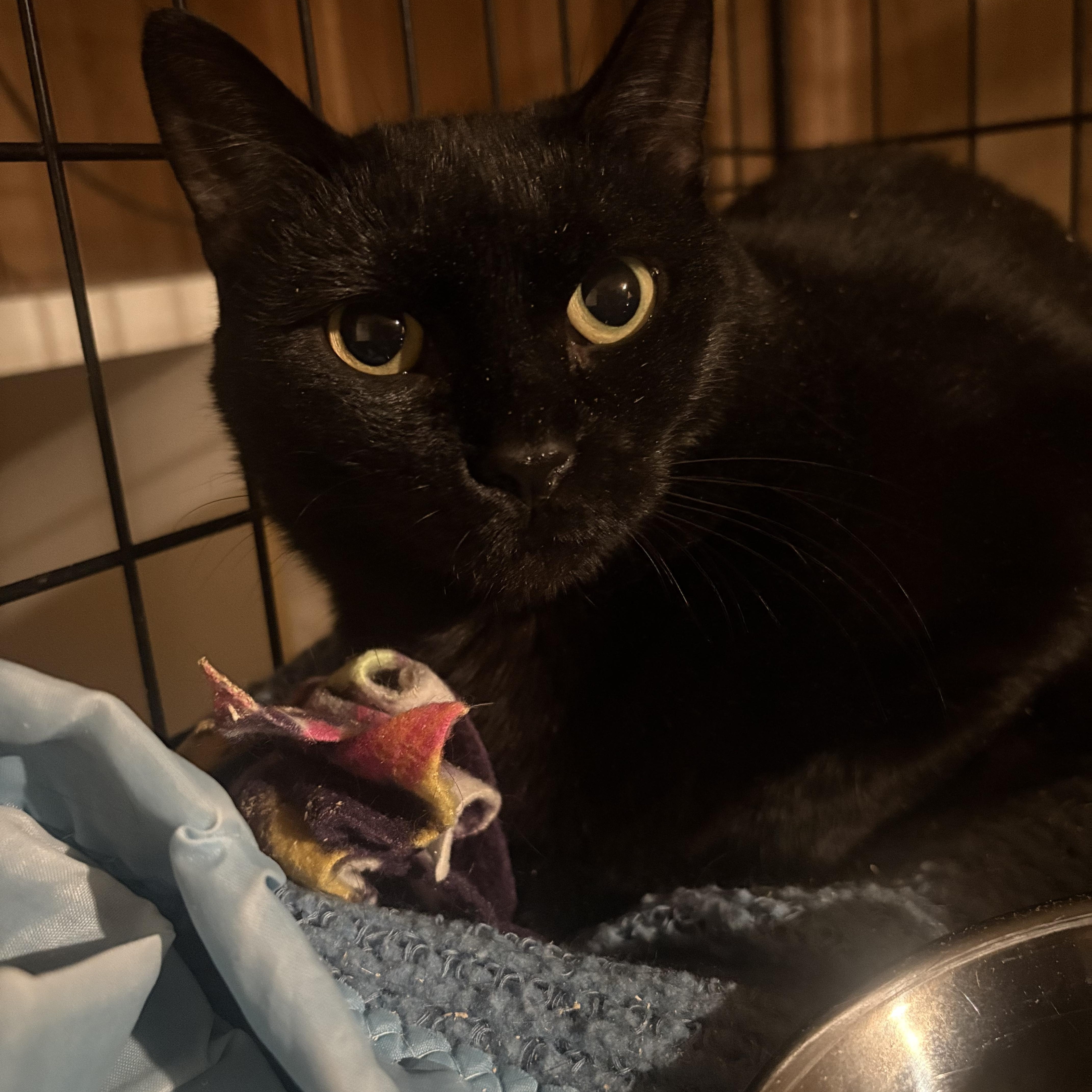Grace, a ADOPTABLE Domestic Short Hair in Fredericton, NB image 3/6