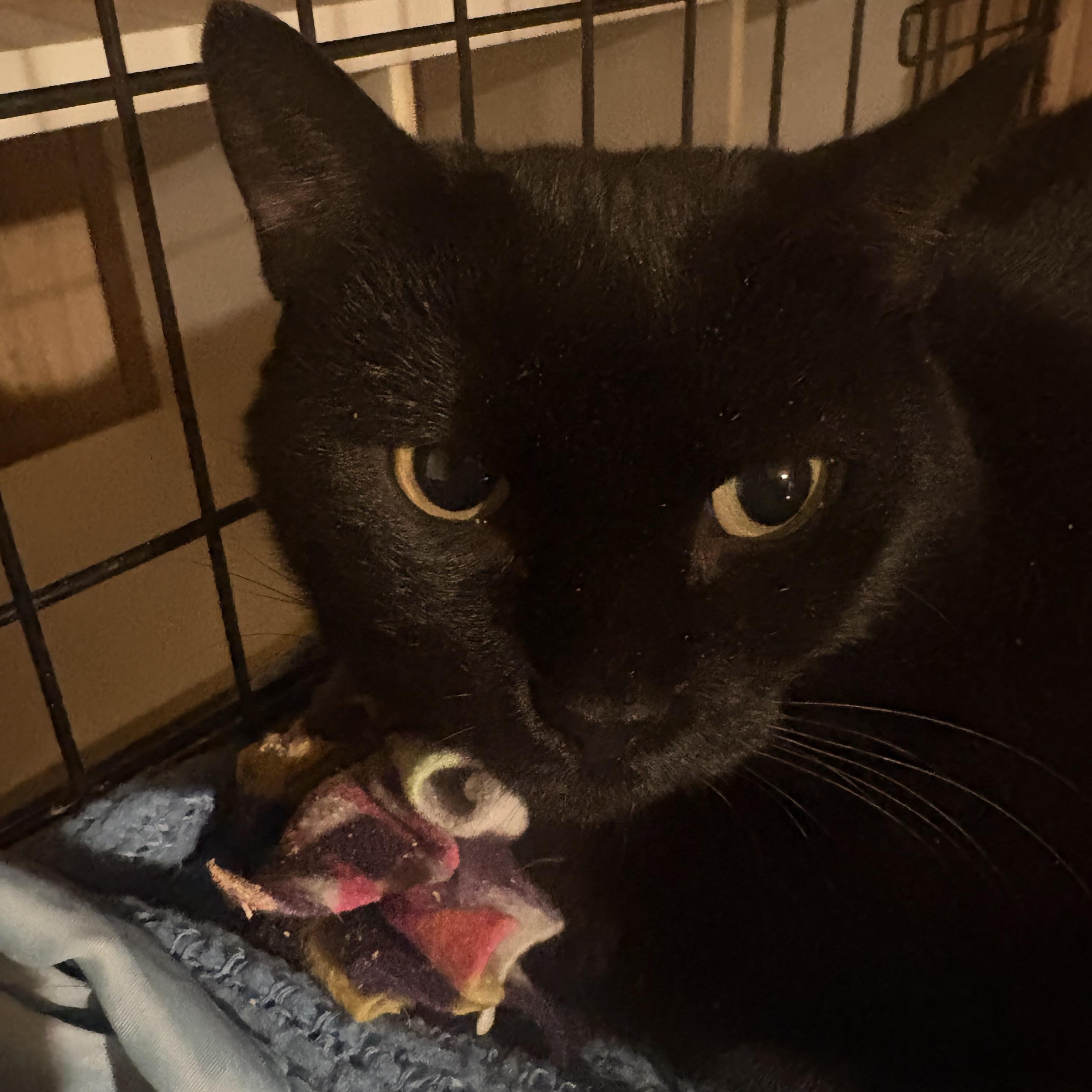 Grace, a ADOPTABLE Domestic Short Hair in Fredericton, NB image 5/6
