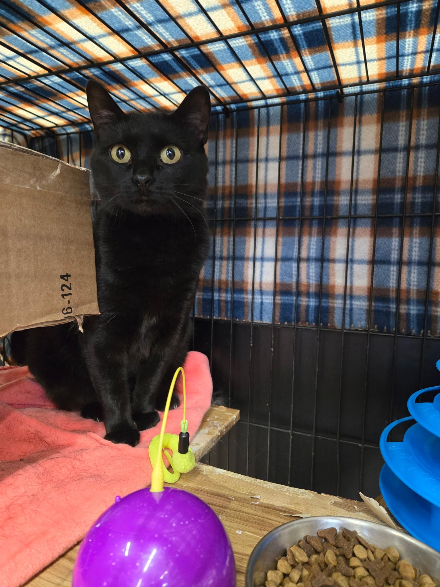 Grace, a ADOPTABLE Domestic Short Hair in Fredericton, NB image 2/6