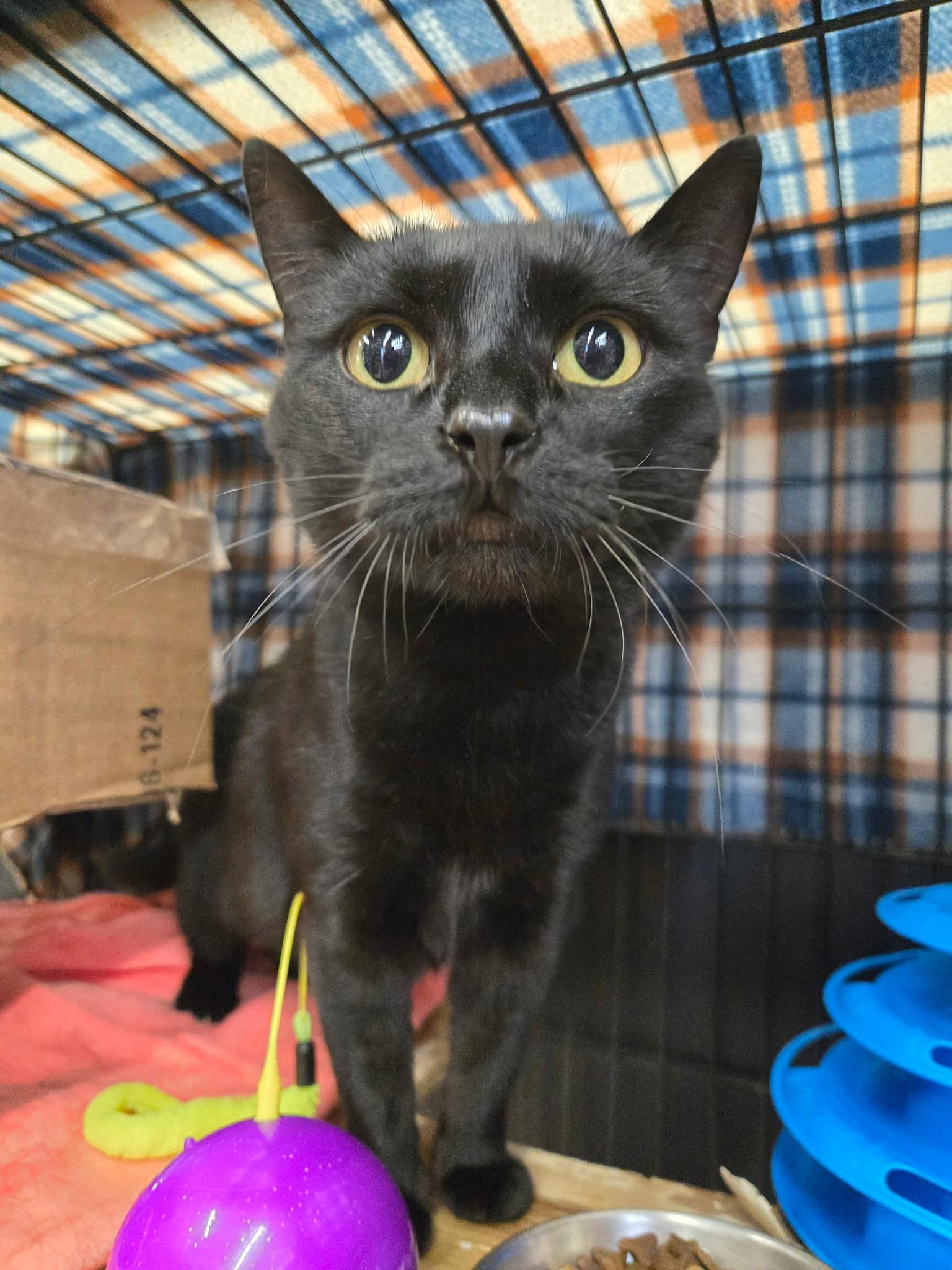 Grace, a ADOPTABLE Domestic Short Hair in Fredericton, NB image 1/6