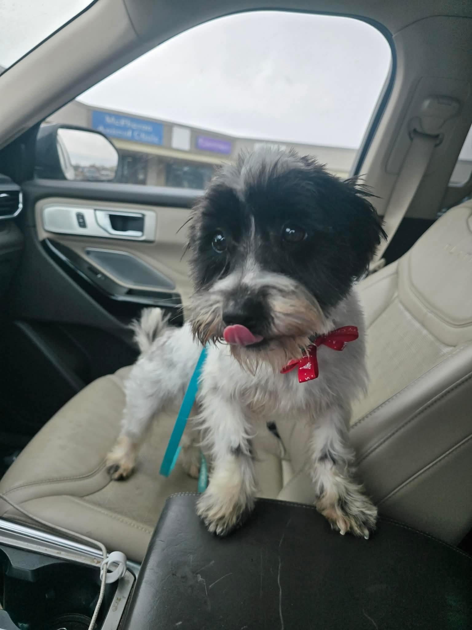 Enlarge pickles, a ADOPTABLE mixed breed in Lowell, IN image 3/4