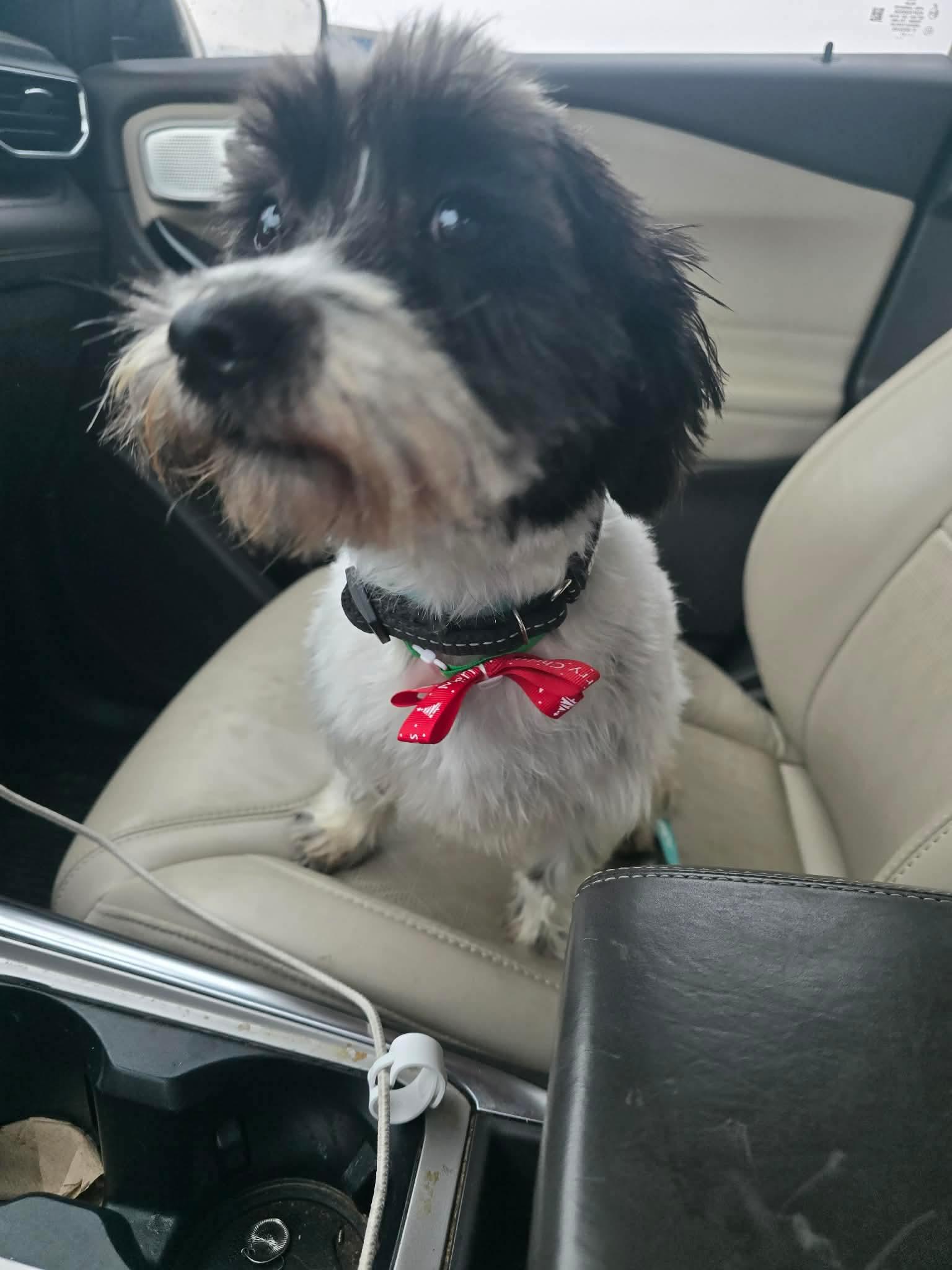 pickles, ADOPTABLE, Adult Male Havanese.