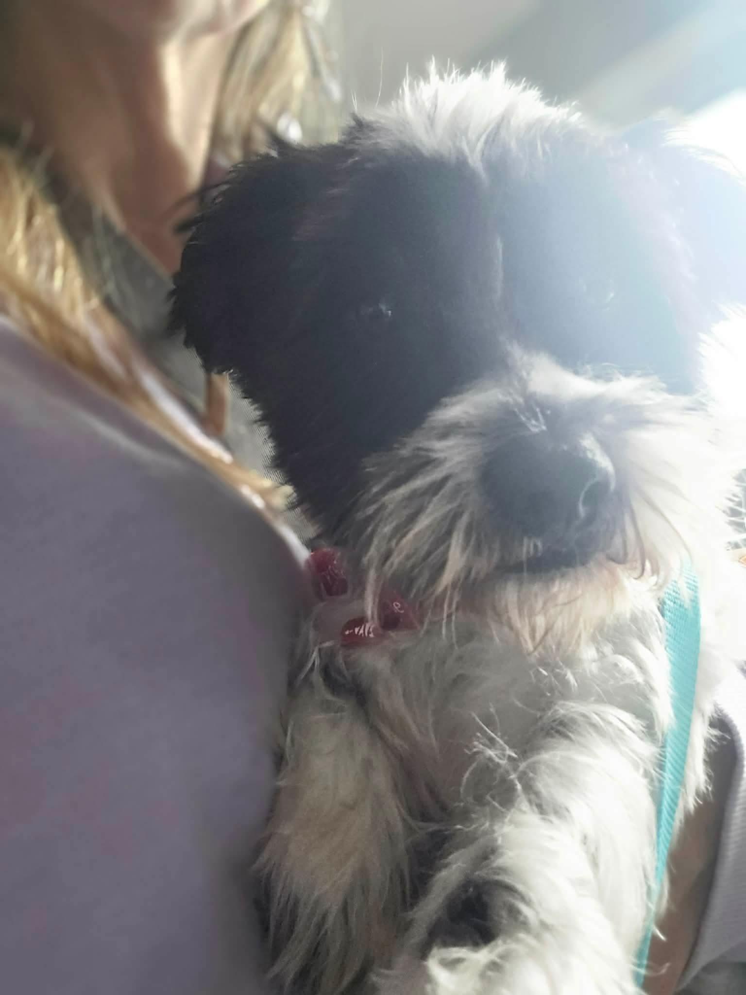 Enlarge pickles, a ADOPTABLE mixed breed in Lowell, IN image 4/4