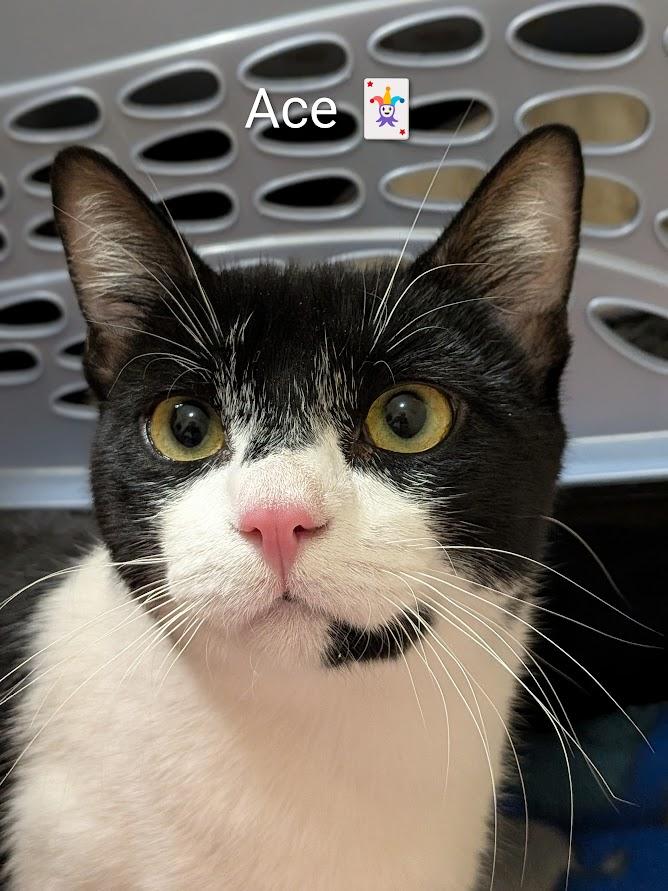 Ace 🖤🤍, ADOPTABLE, Young Male Domestic Short Hair.