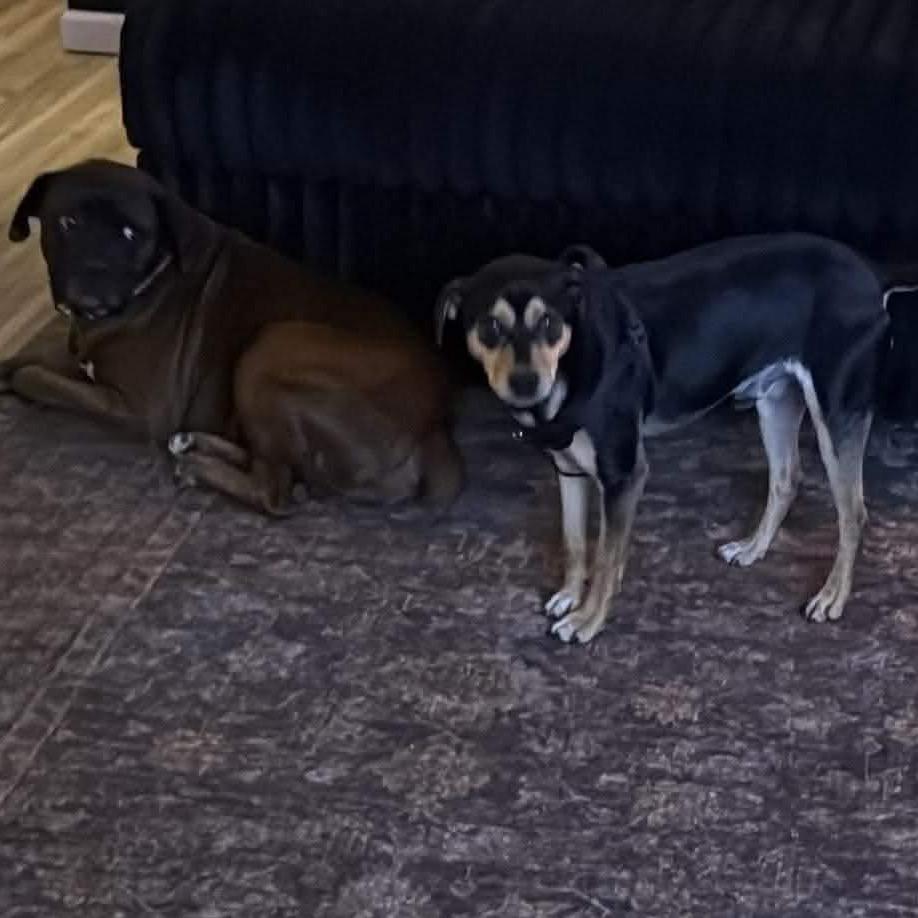 Enlarge Pepe Le Pew, a Adoptable mixed breed in Caryville, TN image 1/5