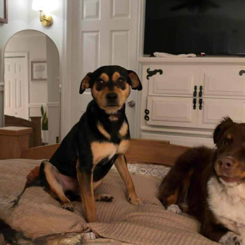 Enlarge Pepe Le Pew, a Adoptable mixed breed in Caryville, TN image 2/5