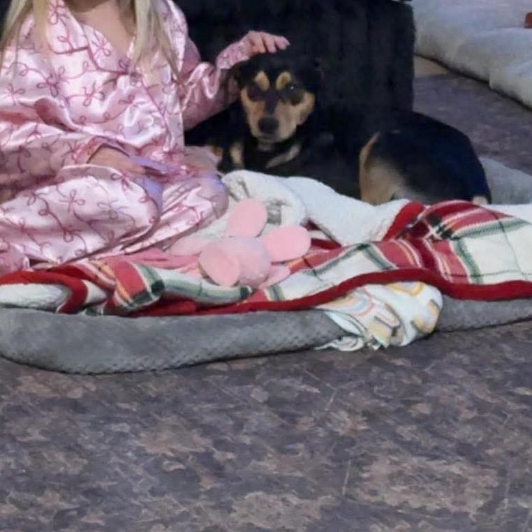 Enlarge Pepe Le Pew, a Adoptable mixed breed in Caryville, TN image 3/5