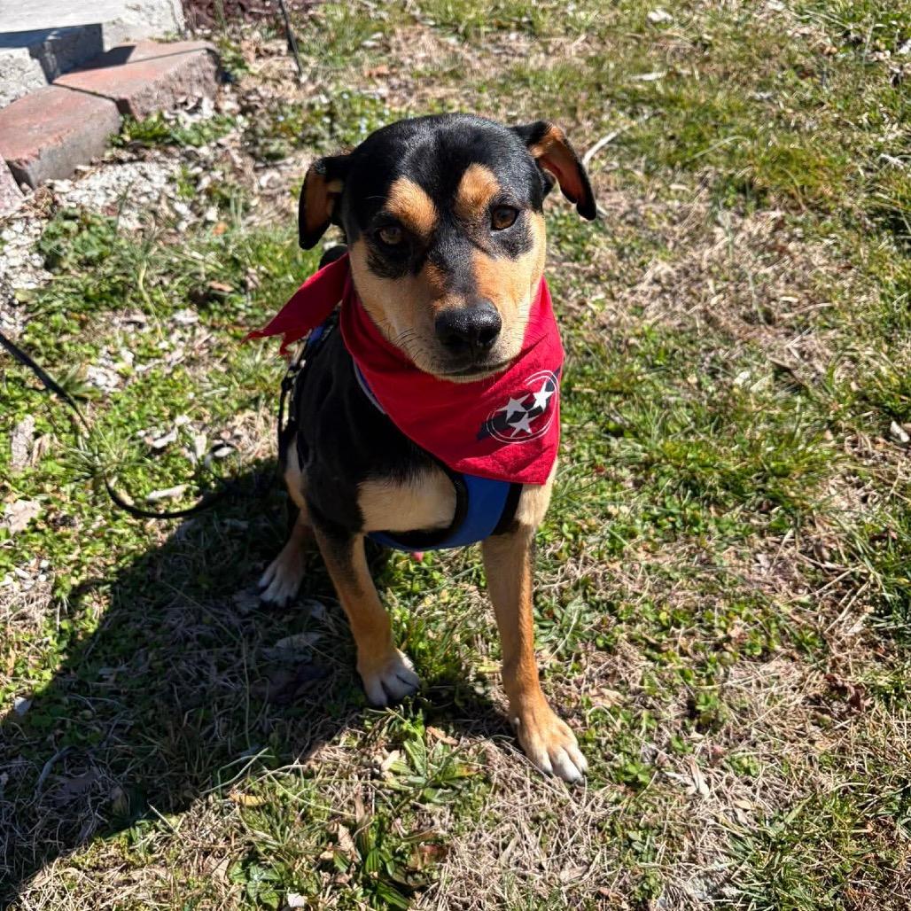 Enlarge Pepe Le Pew, a Adoptable mixed breed in Caryville, TN image 4/5