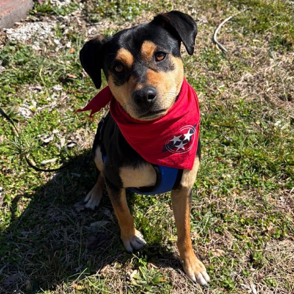 Enlarge Pepe Le Pew, a Adoptable mixed breed in Caryville, TN image 5/5