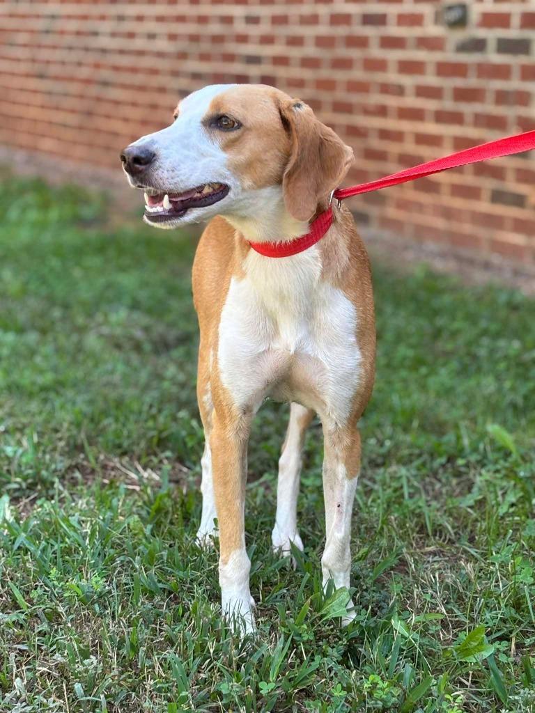 Enlarge BREE, a Adoptable Hound in Warrenton, NC image 2/4