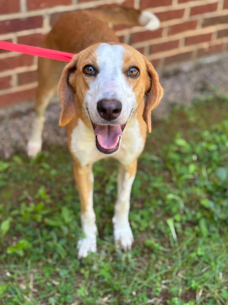 Enlarge BREE, a Adoptable Hound in Warrenton, NC image 3/4
