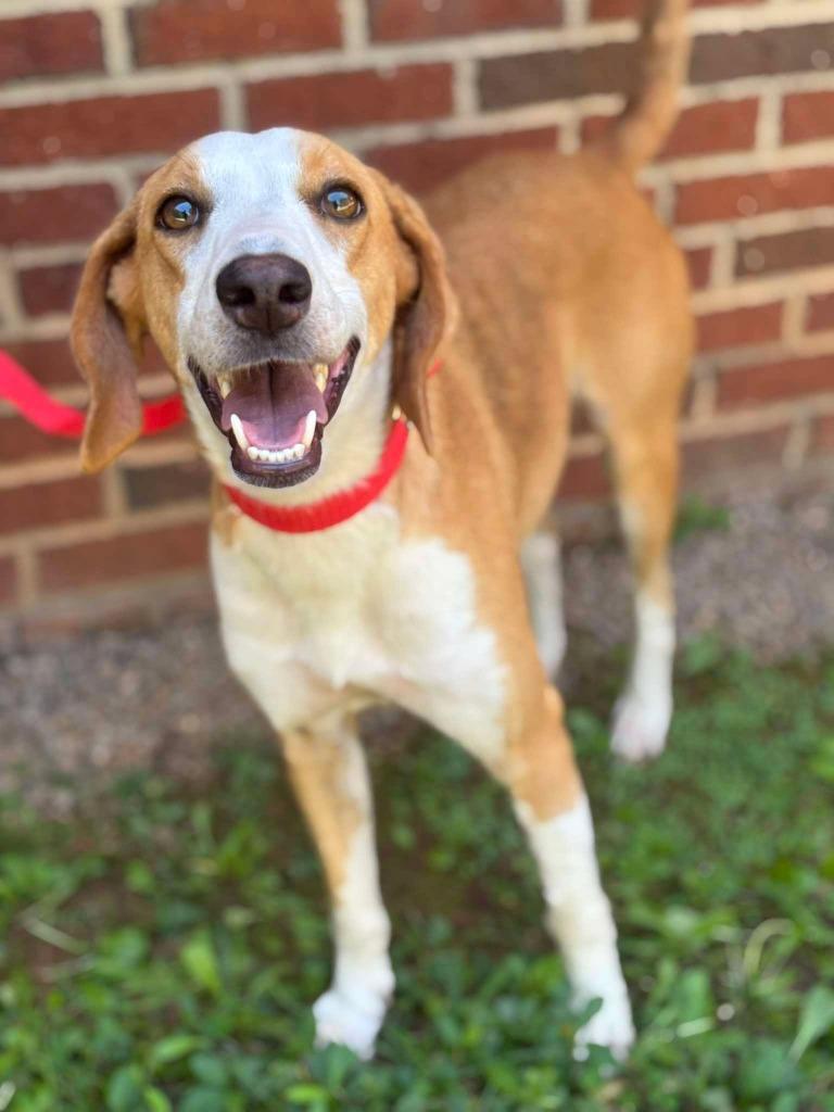 Enlarge BREE, a Adoptable Hound in Warrenton, NC image 4/4