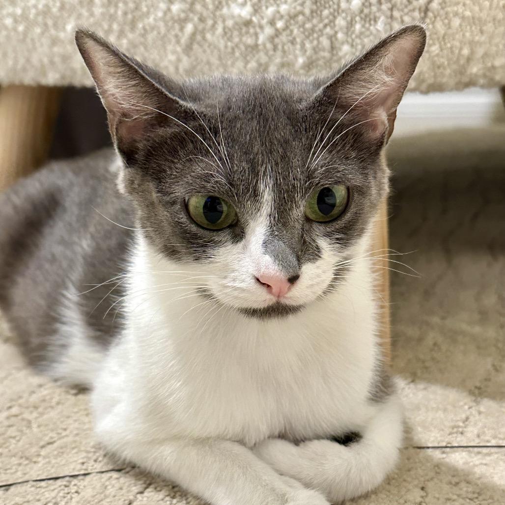 Enlarge Lucky Kaylynn, a Adoptable Domestic Short Hair in Oceanside, CA image 2/6