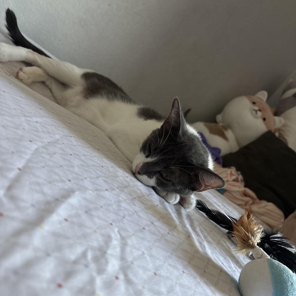 Enlarge Lucky Kaylynn, a Adoptable Domestic Short Hair in Oceanside, CA image 3/6