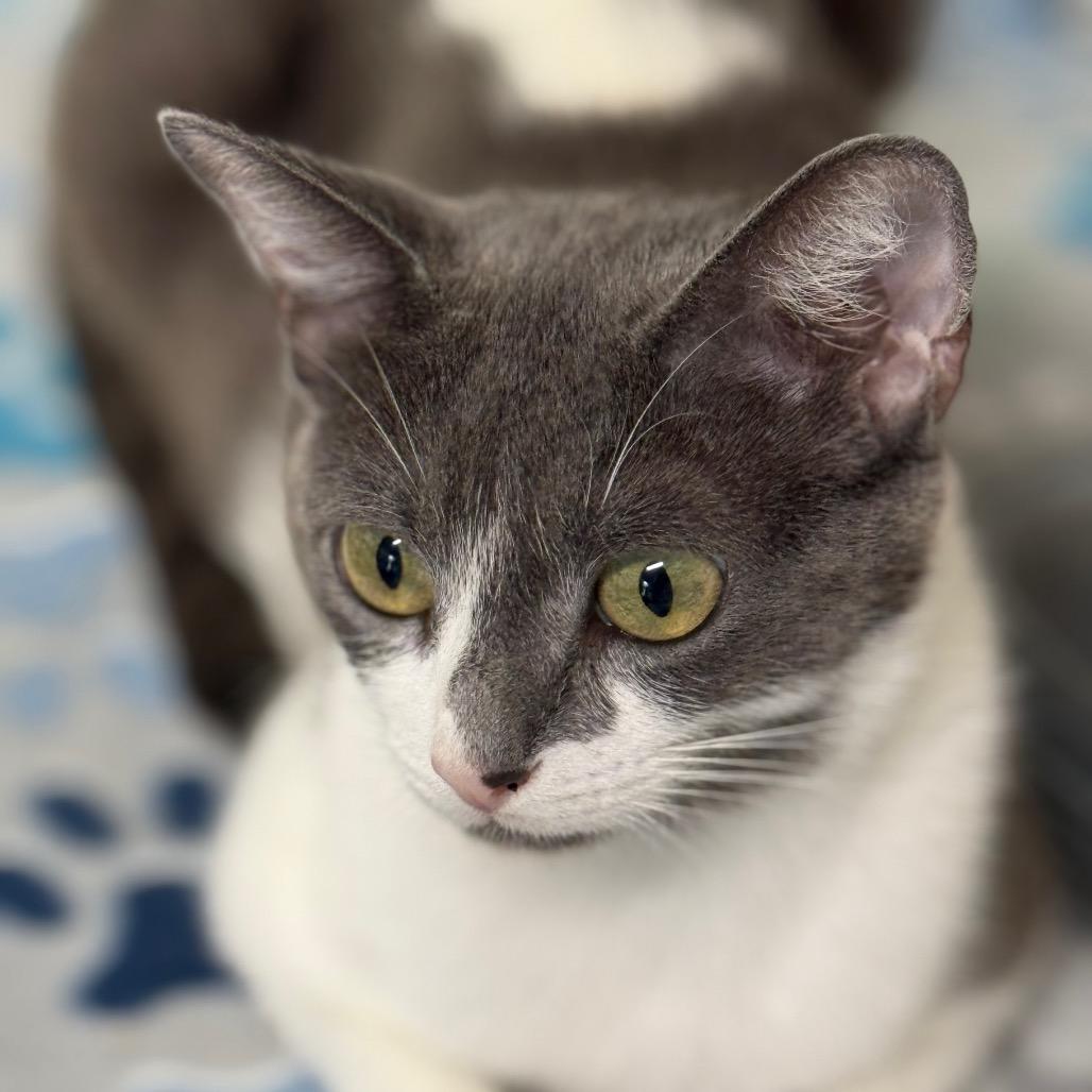 Enlarge Lucky Kaylynn, a Adoptable Domestic Short Hair in Oceanside, CA image 4/6