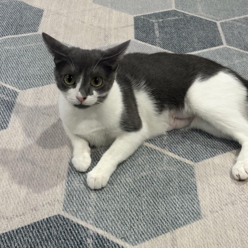 Enlarge Lucky Kaylynn, a Adoptable Domestic Short Hair in Oceanside, CA image 5/6