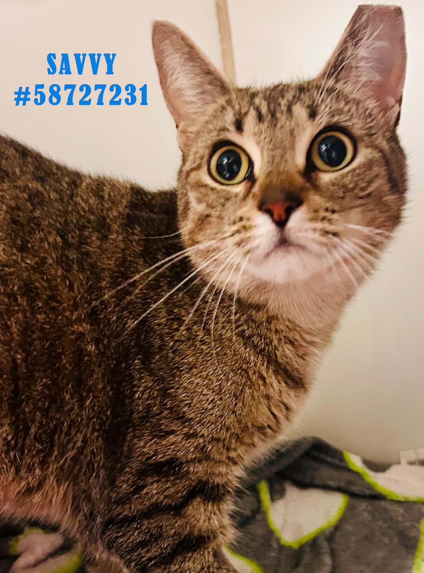 Enlarge Savvy, a Adoptable Tabby in Wilkes Barre, PA image 1/1