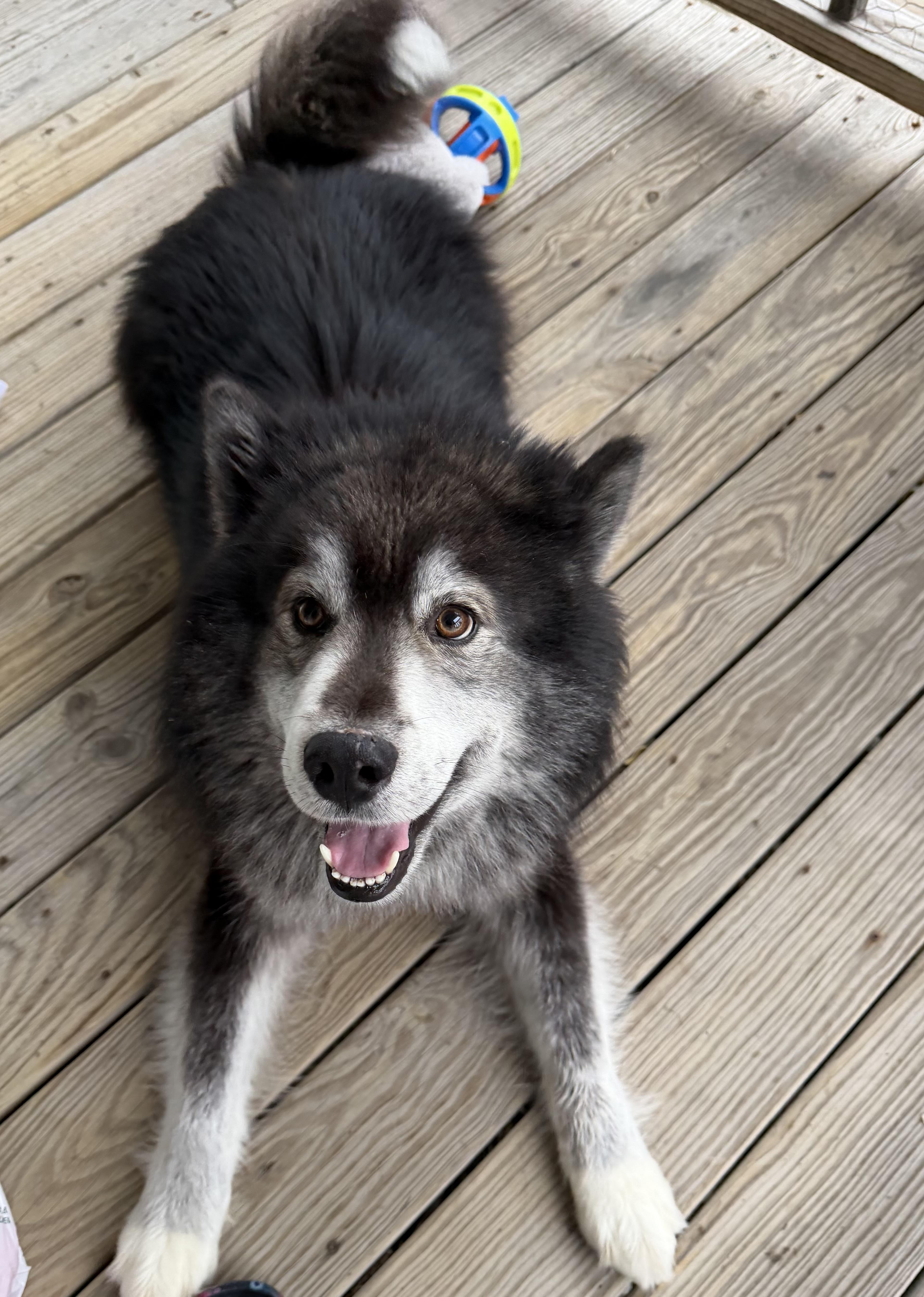 Enlarge Luigi, a ADOPTABLE mixed breed in Bettendorf, IA image 4/4