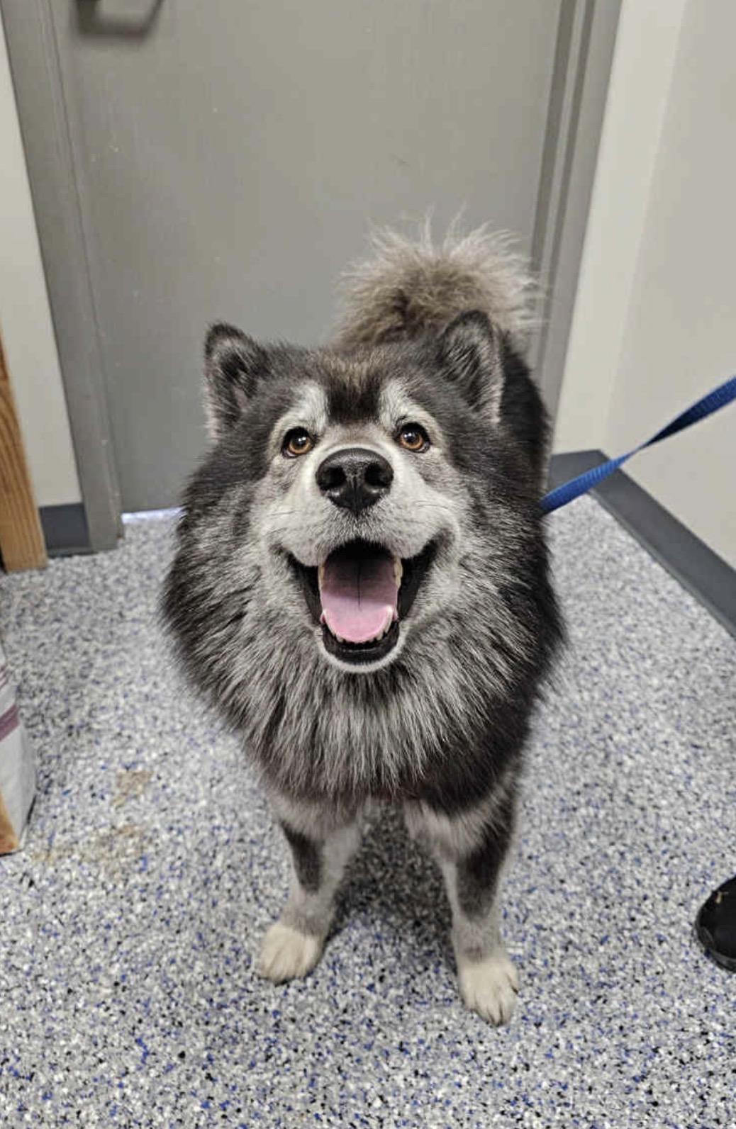 Luigi, ADOPTABLE, Adult Male Alaskan Malamute.