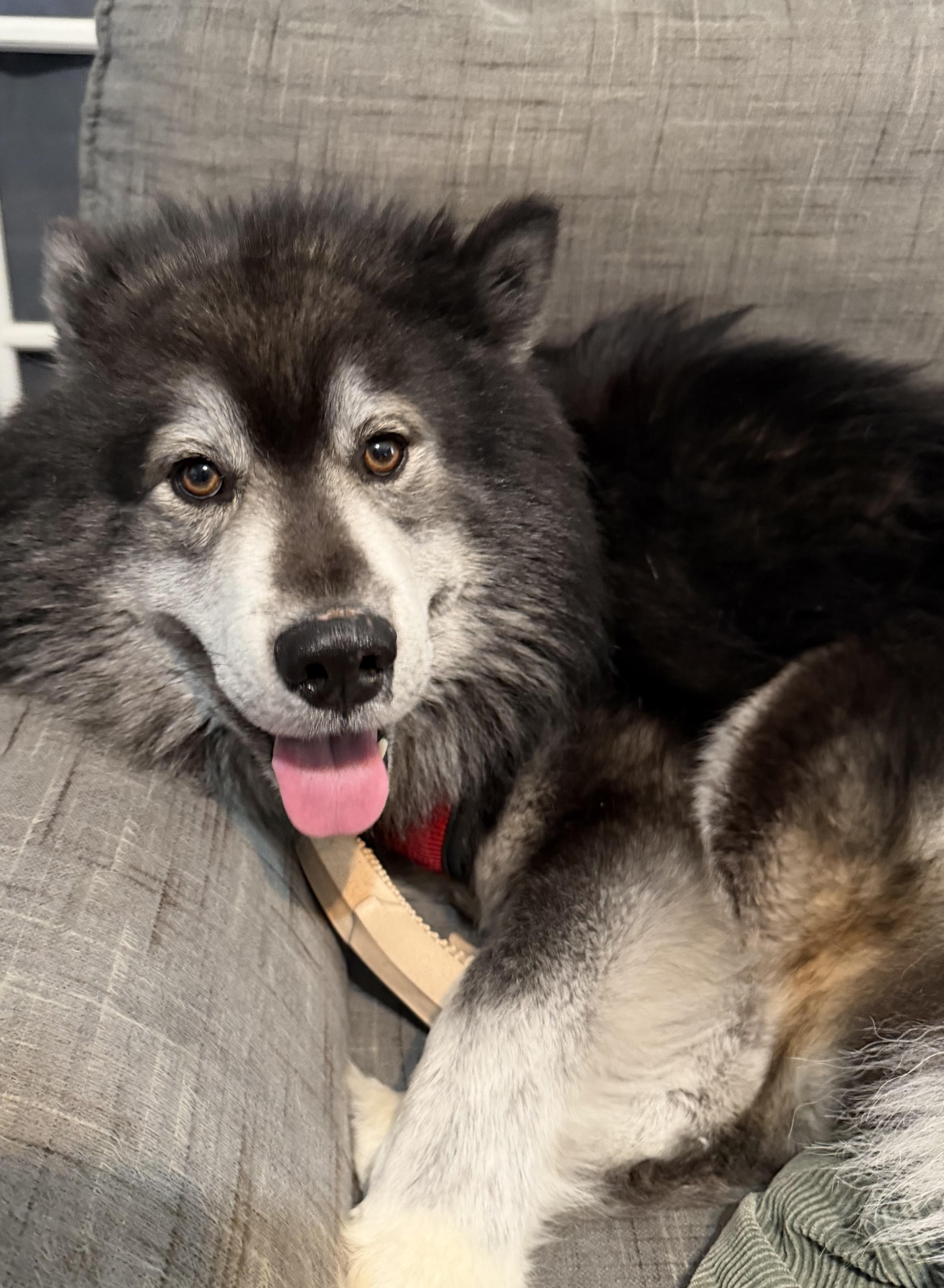Enlarge Luigi, a ADOPTABLE mixed breed in Bettendorf, IA image 3/4