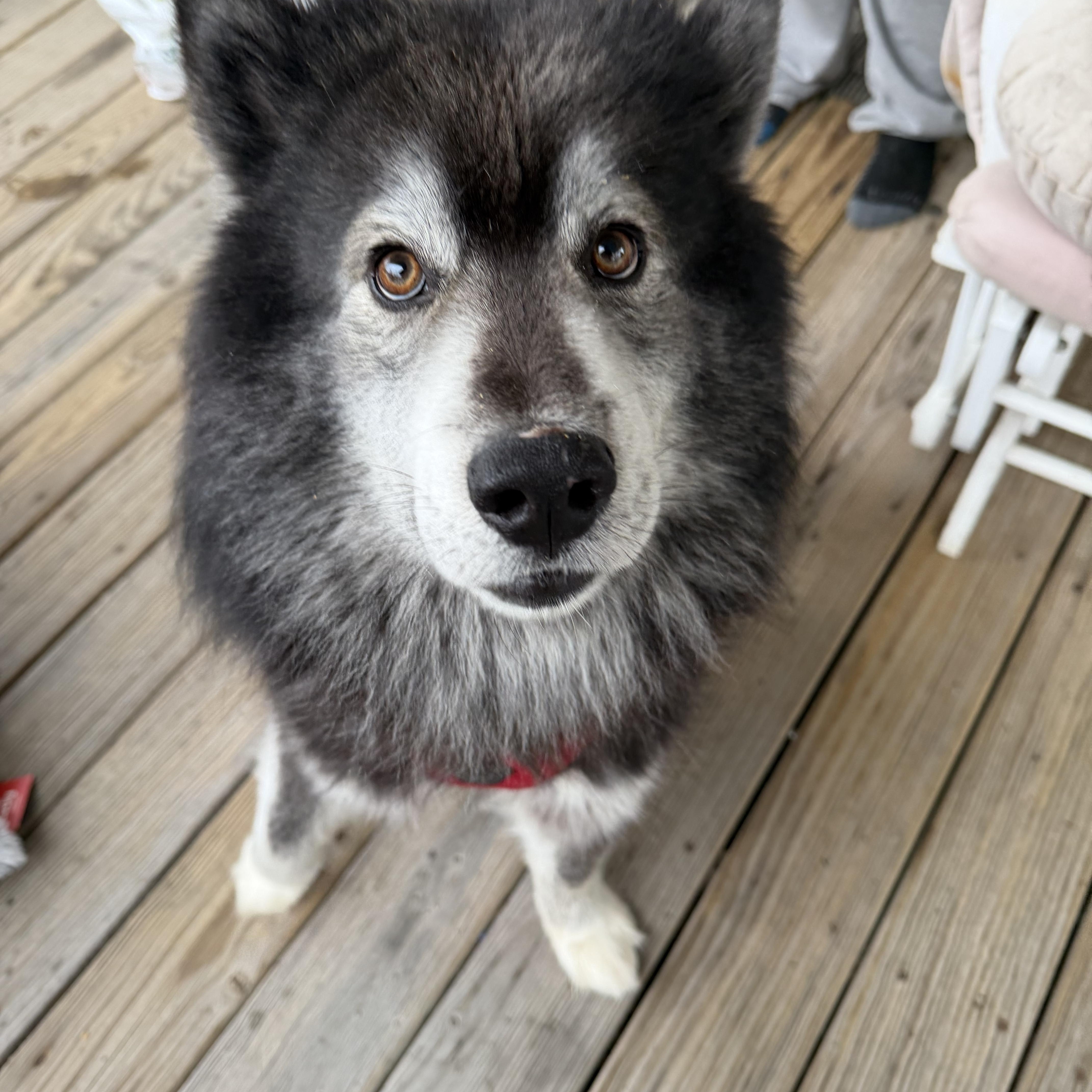 Enlarge Luigi, a ADOPTABLE mixed breed in Bettendorf, IA image 2/4