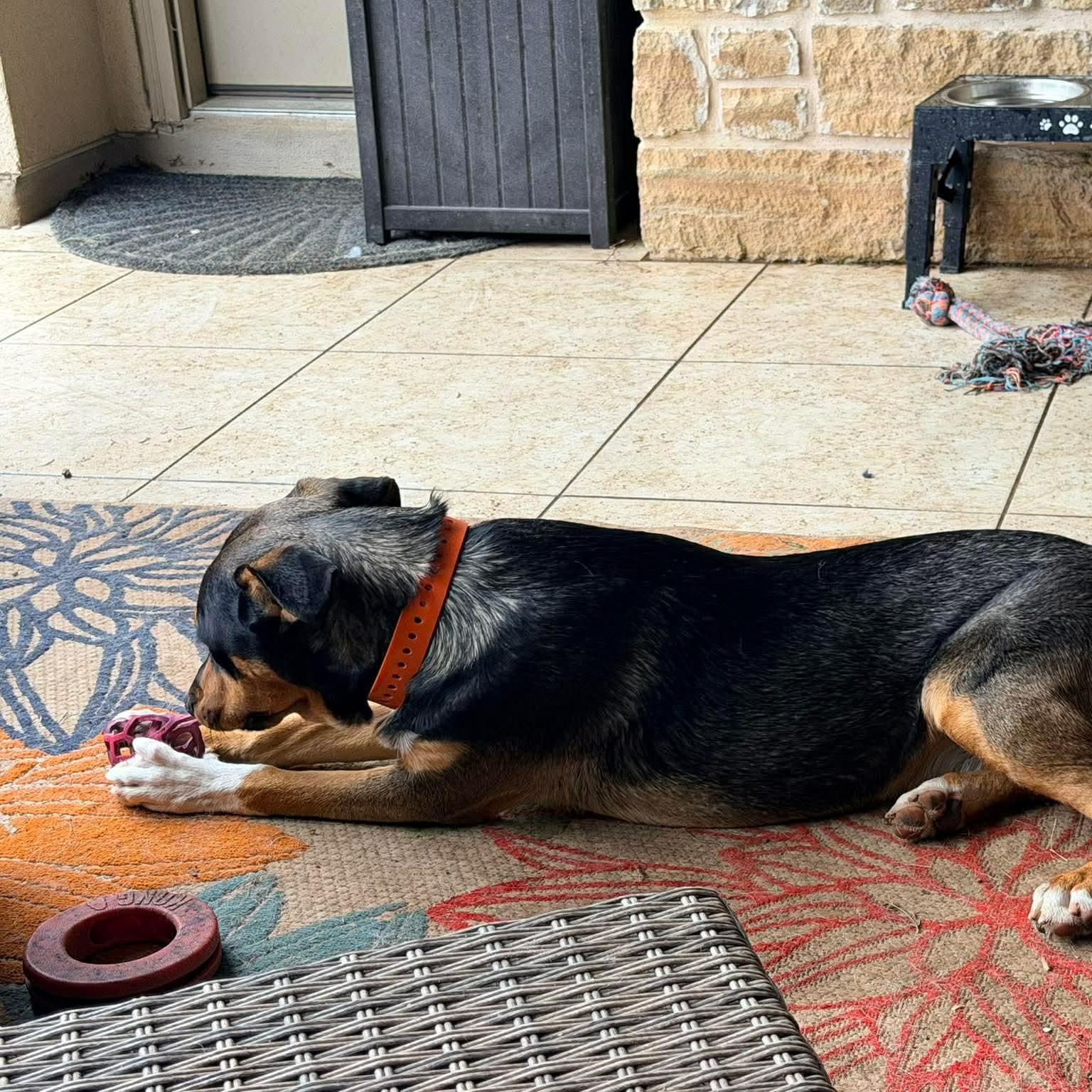 Enlarge Cato, an adopted mixed breed in  Christiansburg, VA image 6/6