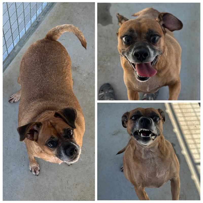 Enlarge Molly, a Adoptable Mixed Breed in Dublin, VA image 1/1