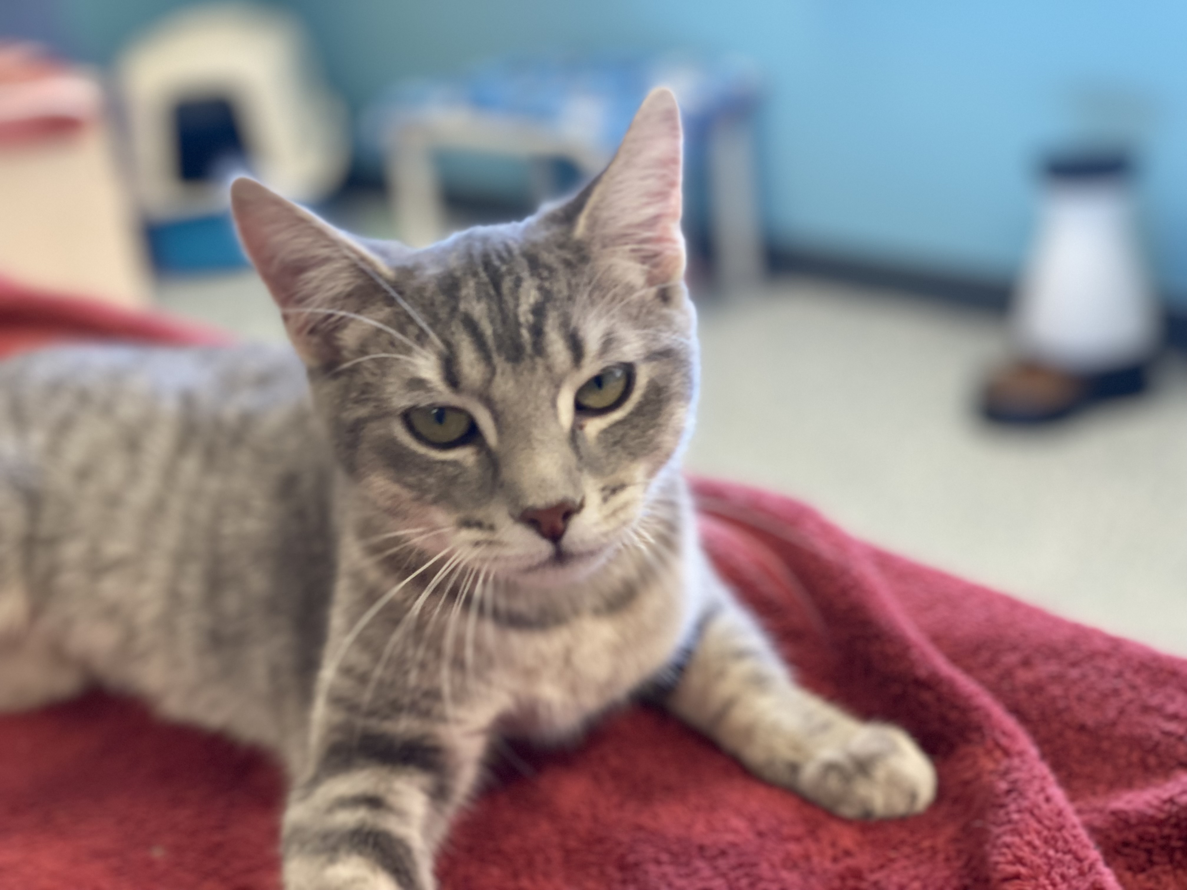 Eloise, an adopted Tabby in Pierre, SD_image-1
