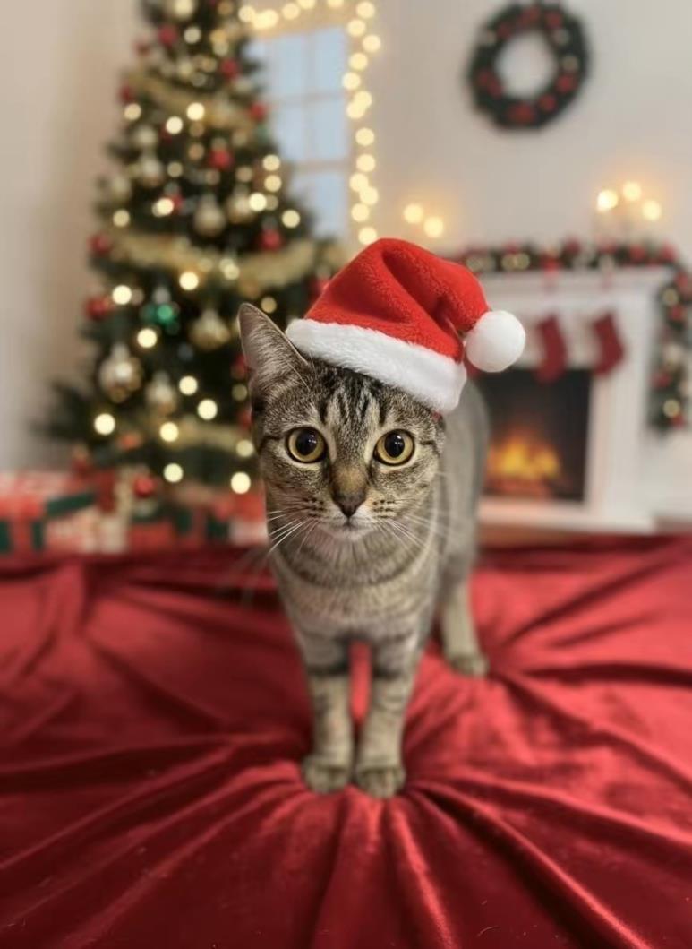 Enlarge BROOKIE, a Adoptable Domestic Short Hair in Clinton Township, MI image 1/1