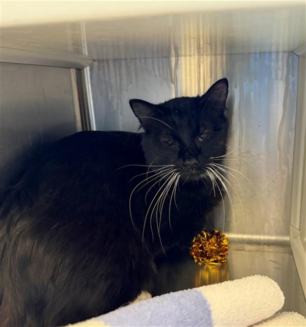 LULU, Adoptable, Young Female Domestic Long Hair.