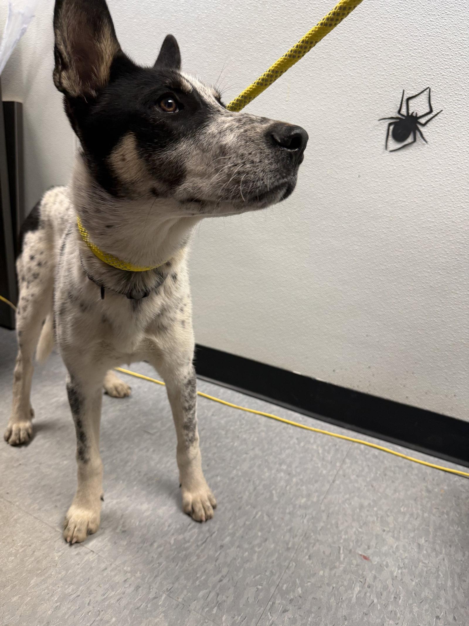 Butcher, Adoptable, Young Male Australian Cattle Dog / Blue Heeler.